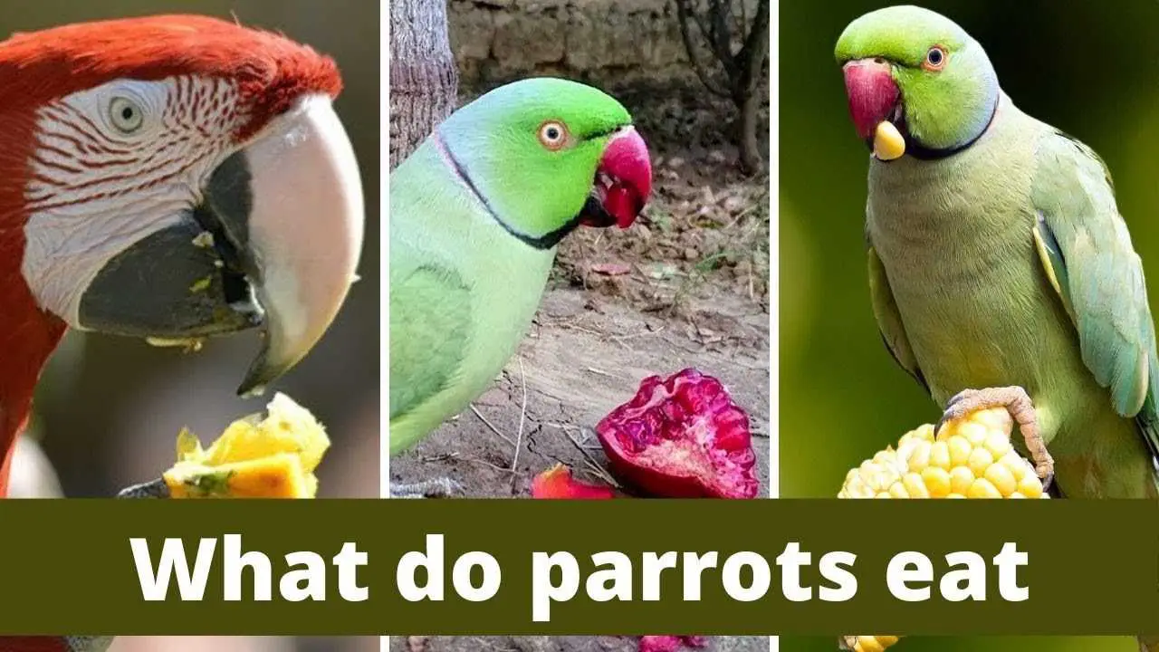 12 Things Parrots Love to Eat