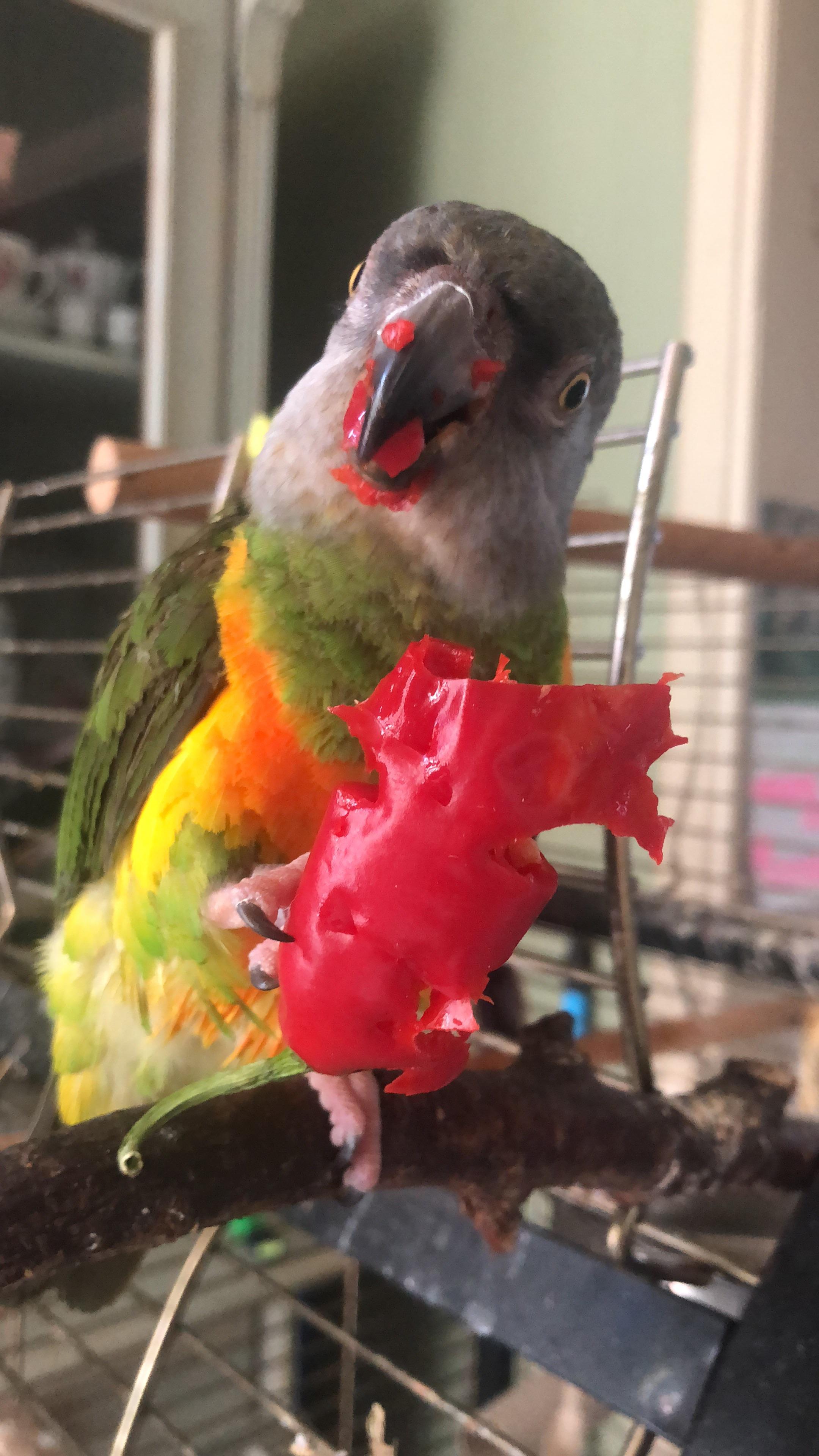 Things About Parrots
