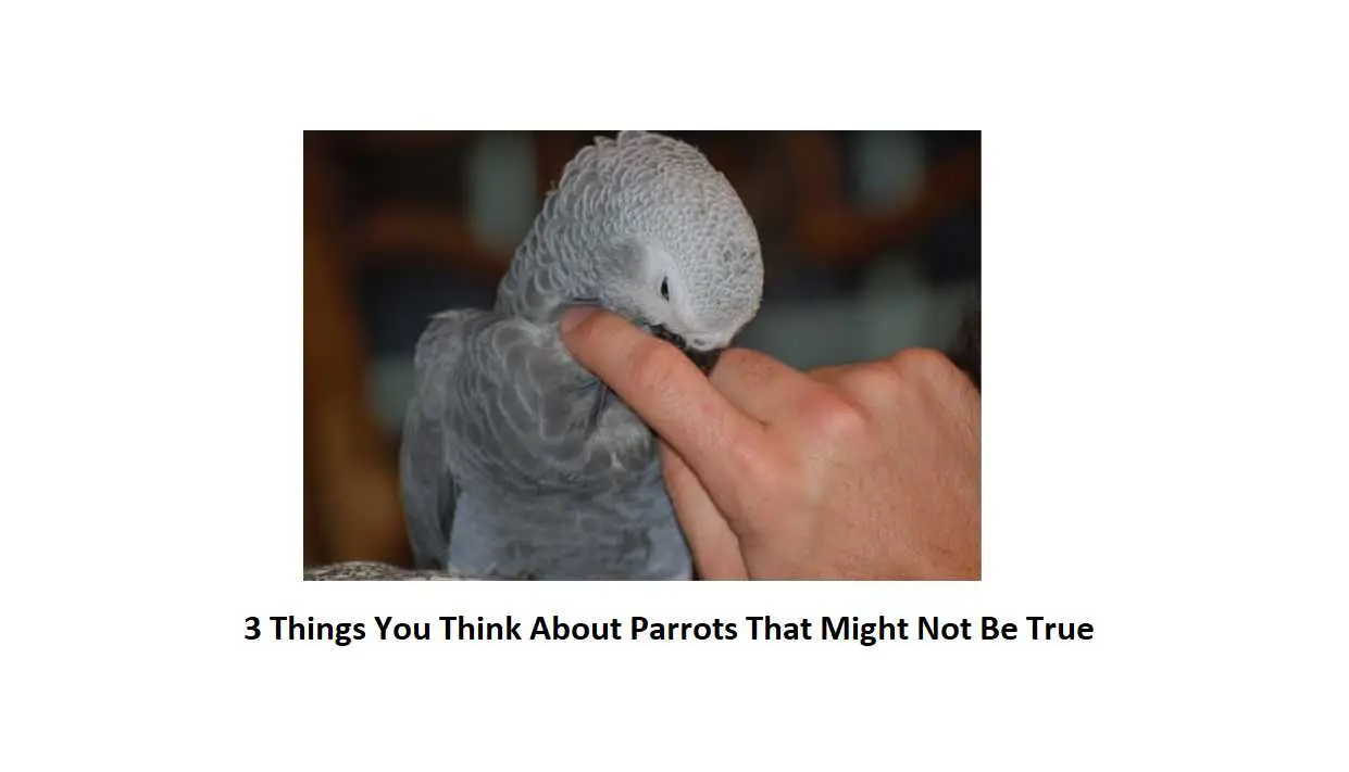 3 Things You Think About Parrots That Might Not Be True