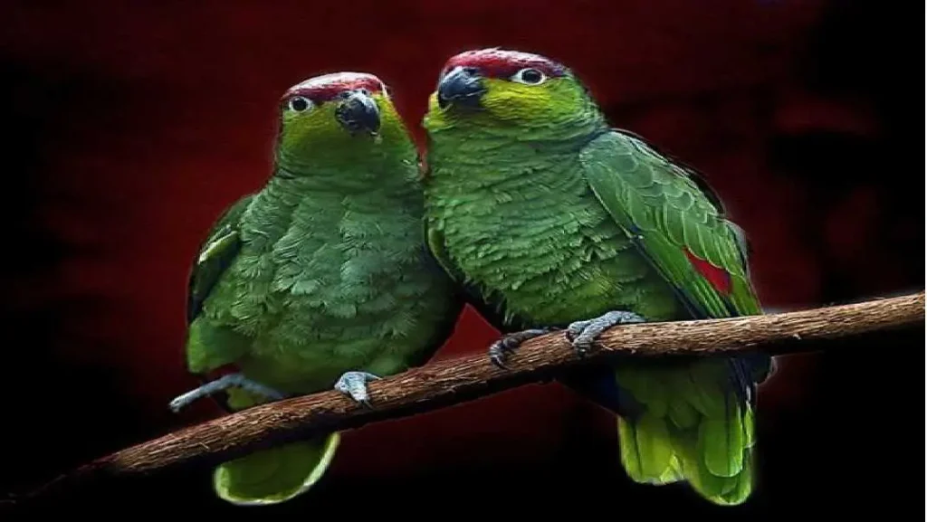 5 Signs Of Parrot Mating Behavior And Body Language