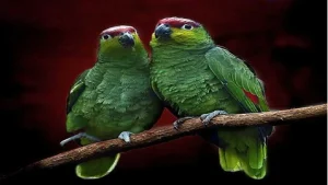 5 Signs Of Parrot Mating Behavior And Body Language