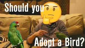 5 Tips To Teach Your Parrot To Talk