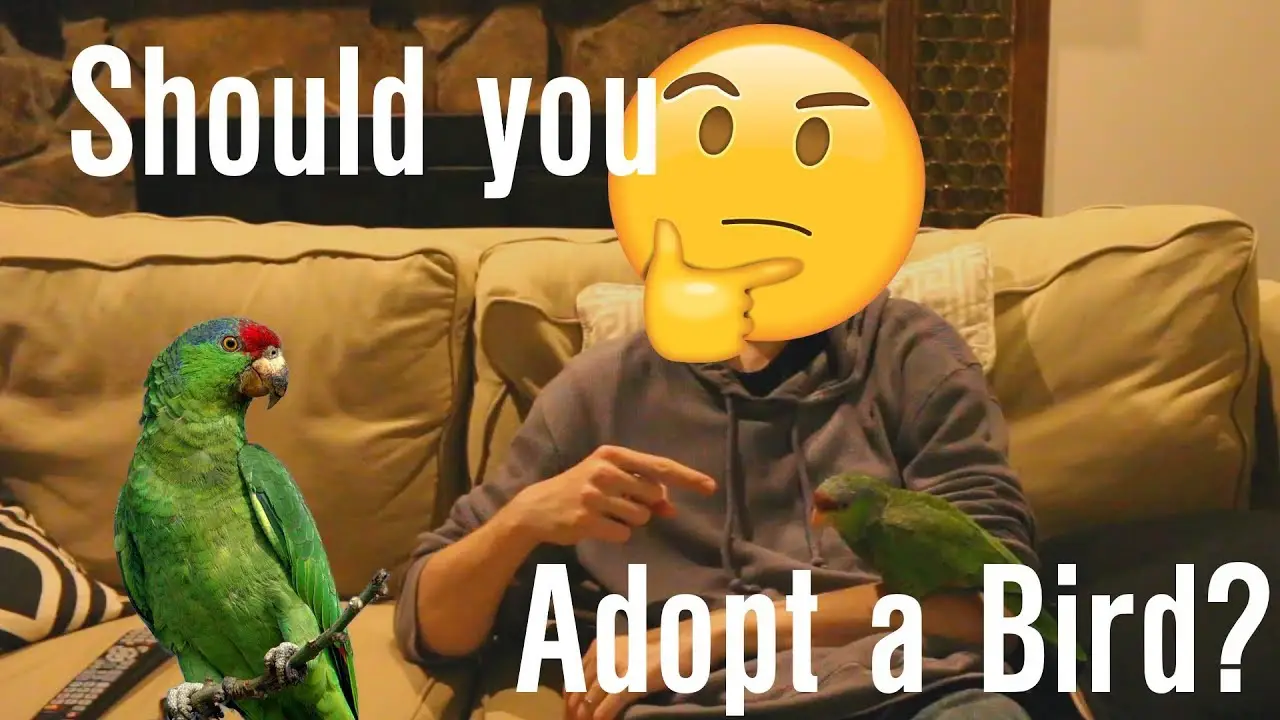 5 Tips To Teach Your Parrot To Talk