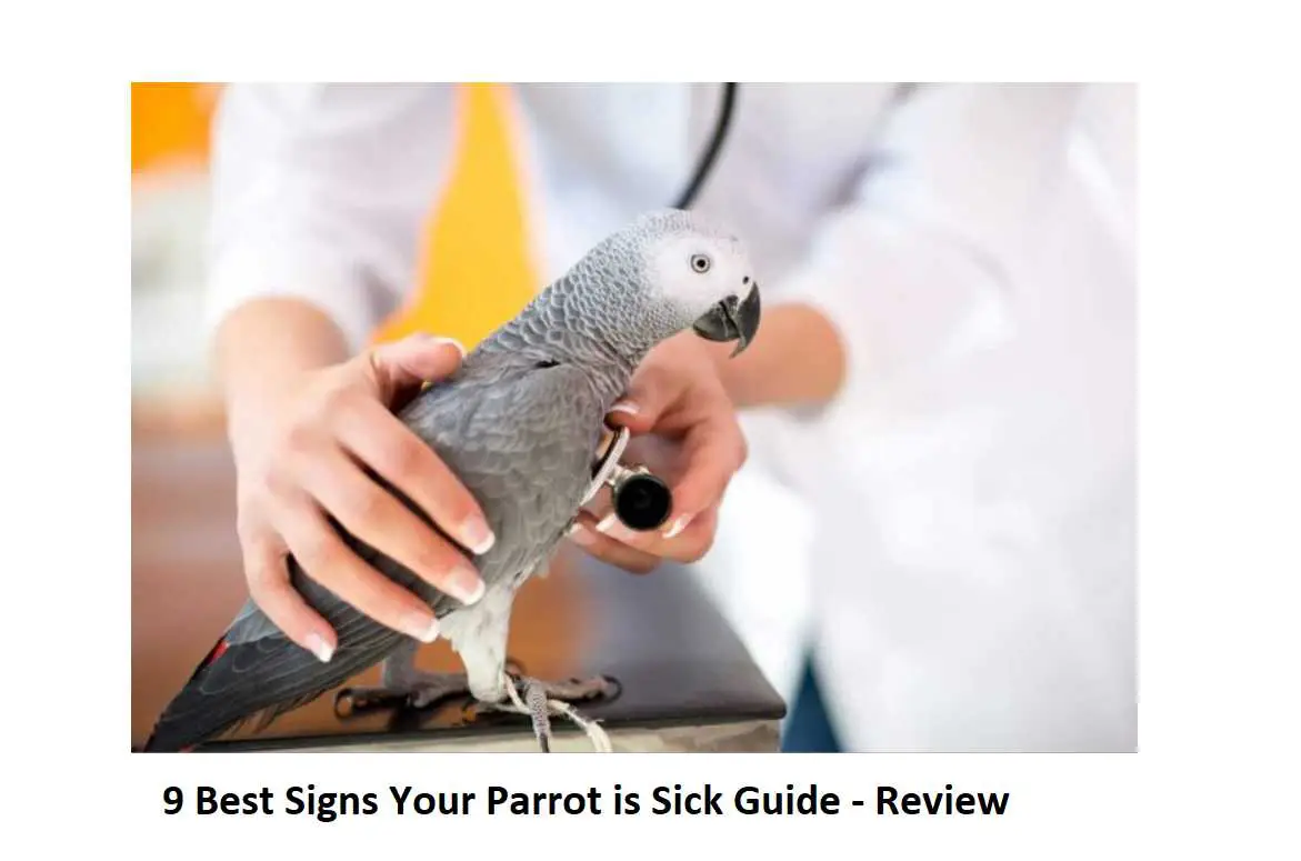 9 Best Signs Your Parrot is Sick Guide - Review