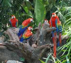 9 Parrot Truths No One Will Ever Told You