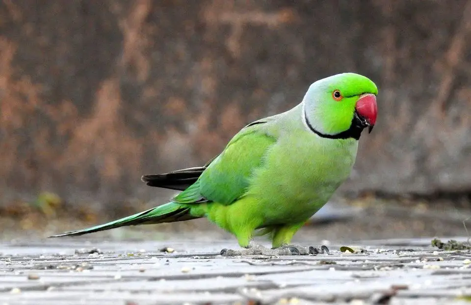 Parrot Diseases