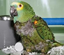 Parrot Diseases