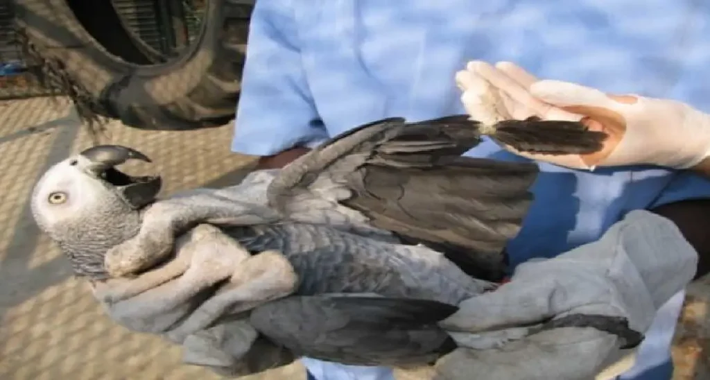 How To Fix Parrot Broken Wing?