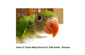 How To Teach Baby Parrot To Talk