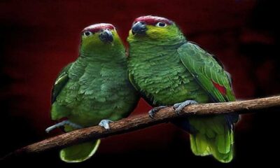 How Do Parrots Mate