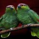 5 Signs of Parrots Mating Behaviour