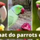 What Do Parrots Eat
