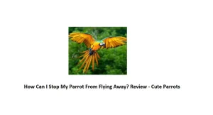 How Can I Stop My Parrot From Flying Away? - Review