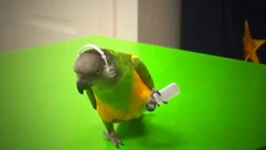 How To Teach Parrot To Dance
