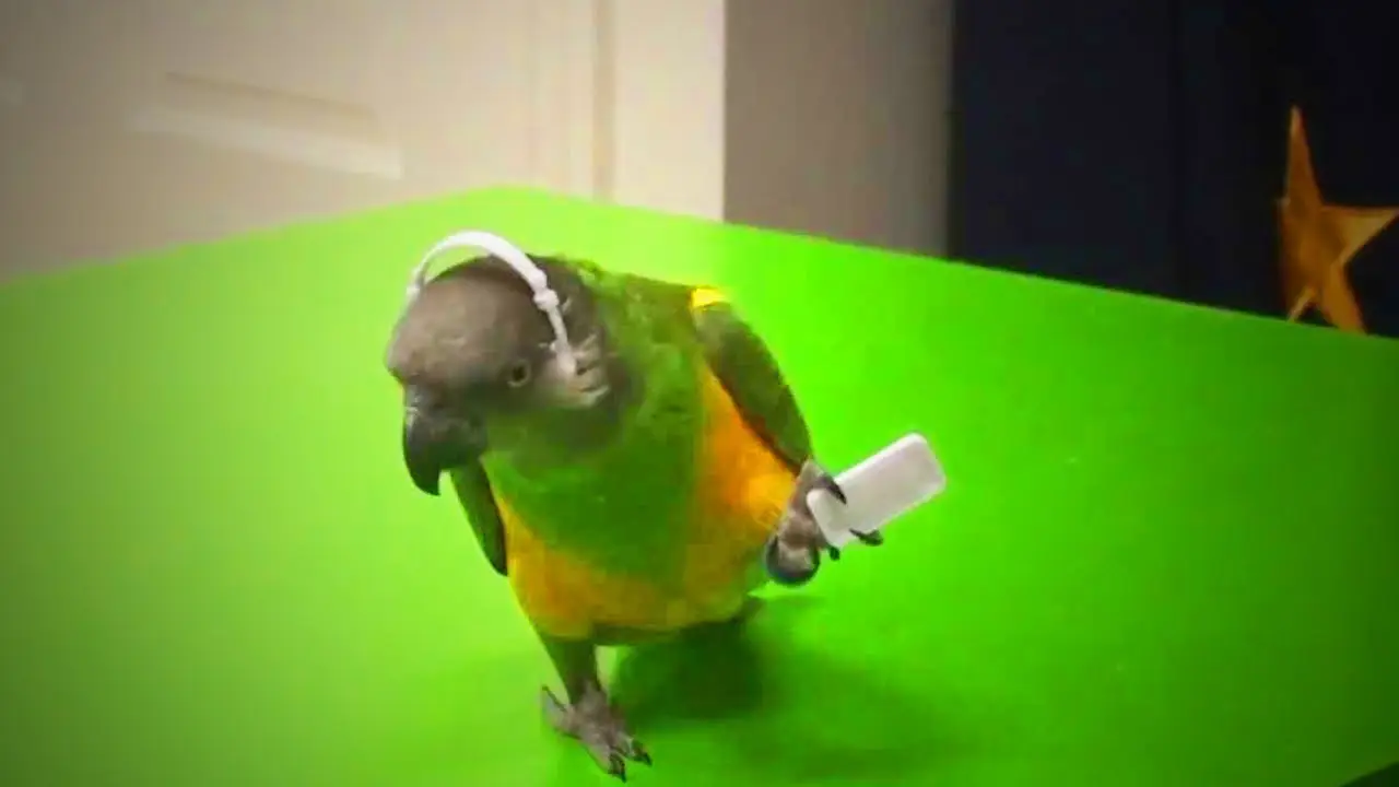 How To Teach Parrot To Dance