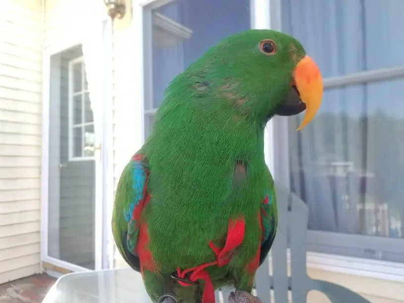 Parrot Body Language