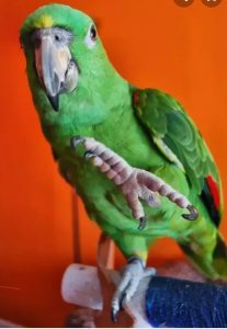 How Many Toes Does A Parrot Have