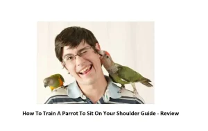 How To Train A Parrot To Sit On Your Shoulder Guide – Review