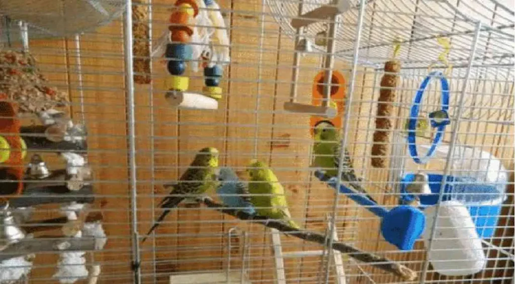3 Best Selling Parrot Cages