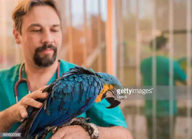 Parrot Behavior
