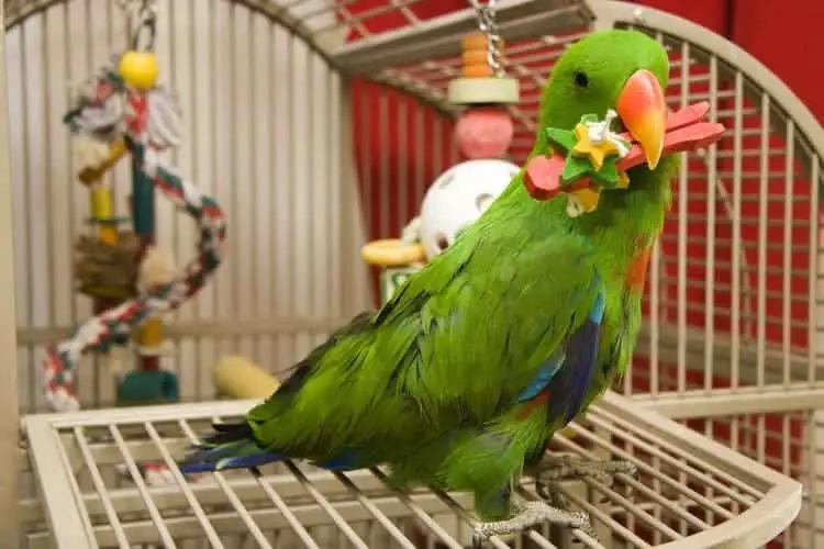 3 Best Stainless Steel Bird Cages