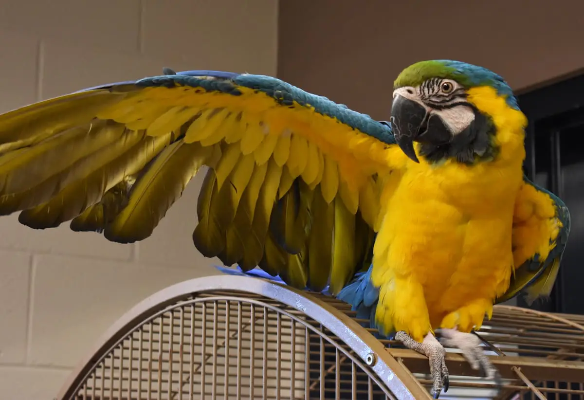 3 Lovely Macaw Cages