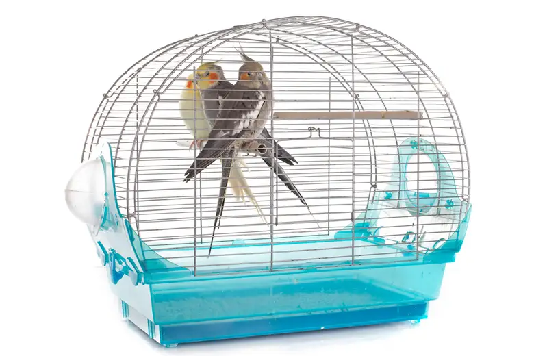 3 Amazing Cockatiel Cages