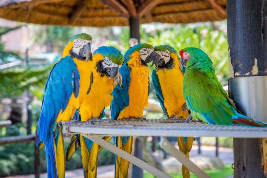 Facts About Parrots