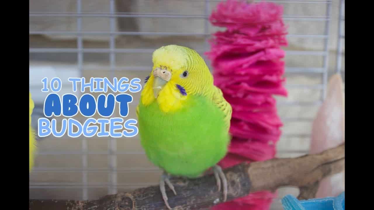 Facts About Budgies