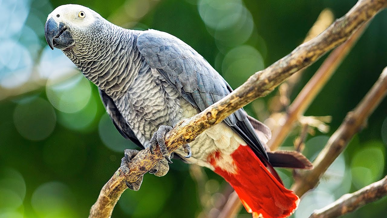 Disease of Parrots Crossword Clue