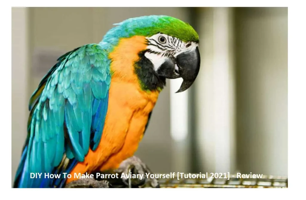 DIY How To Make Parrot Aviary Yourself [Tutorial 2025] - Review