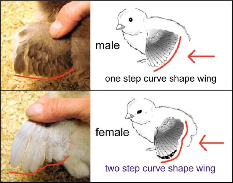 Guide to Find Parrot Gender - Is My Parrot Male or Female?