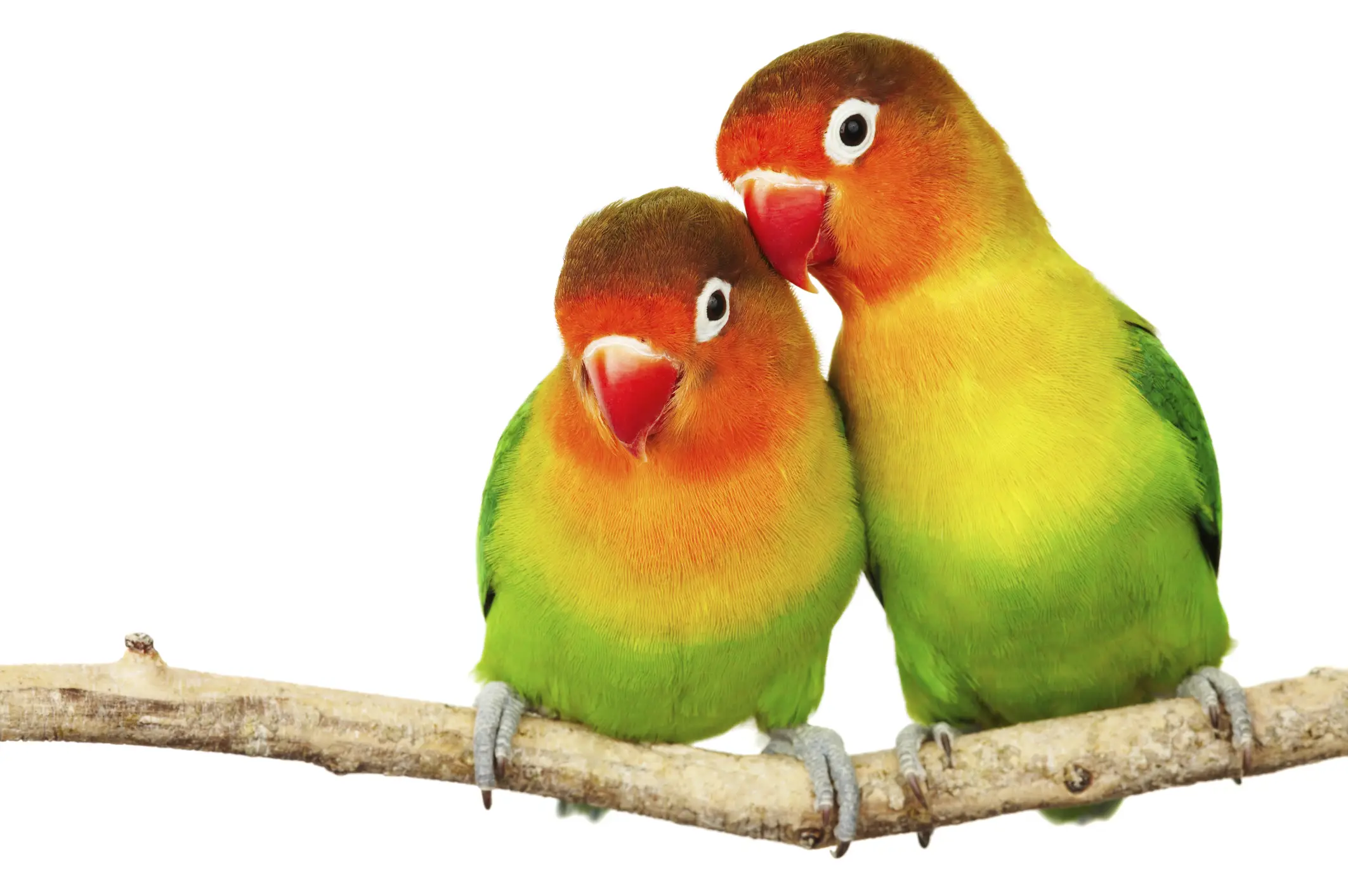 Parrot Gender