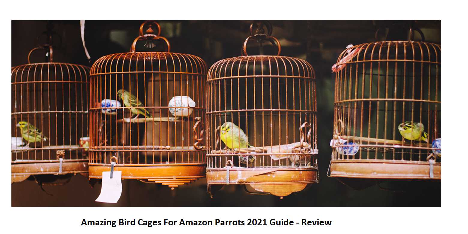Best Bird Cages Reviews