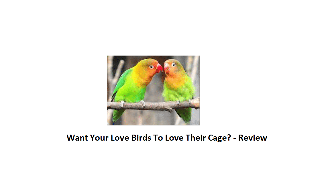 Love Birds Cage