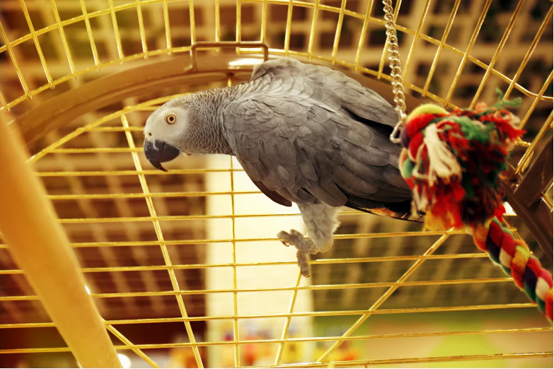 A Must Investment For Your Caique Parrot- A Quality Cage Matters!