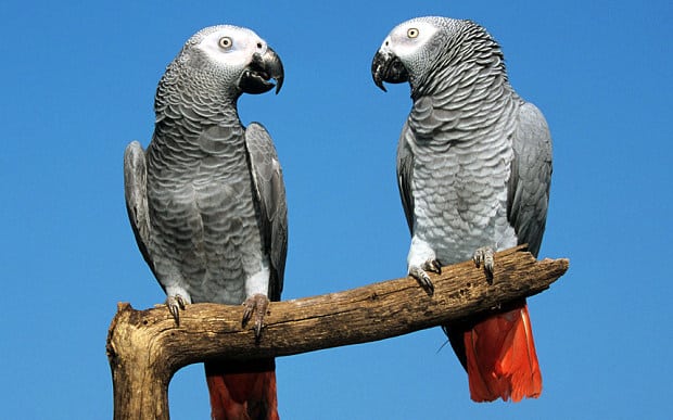 African Grey Parrot Ears