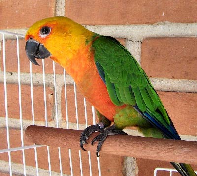 Appearance of Jenday Conure