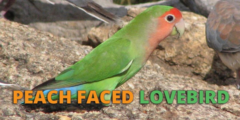 Peach Faced Lovebird