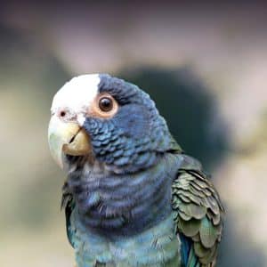 Pionus Parrot