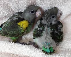 Baby Poicephalus Parrots