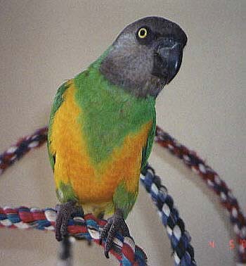 Poicephalus Parrots Life Span
