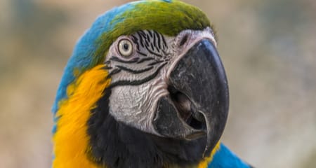 Macaw Diseases