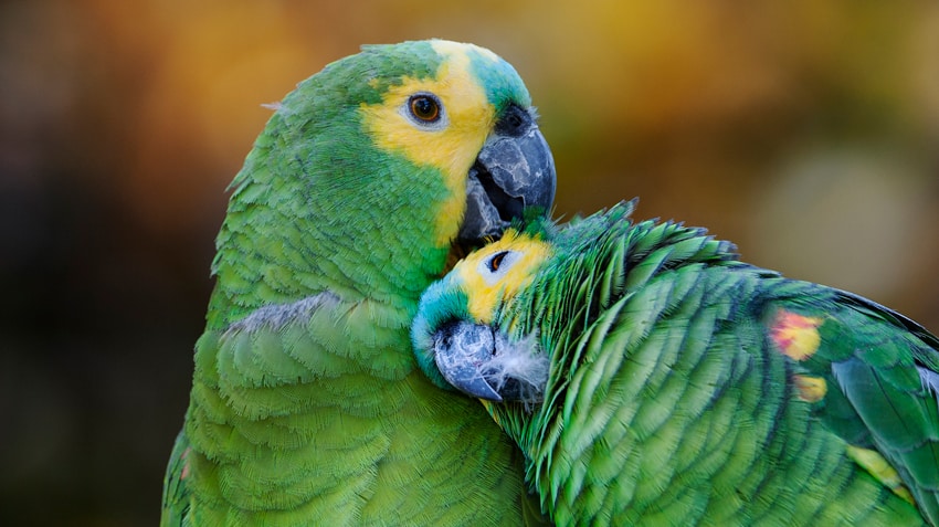 Are Parrots Dangerous