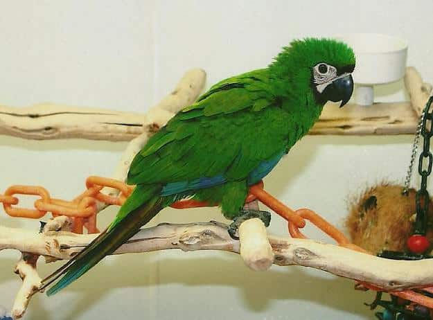 Macaw Diseases