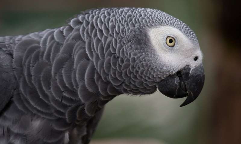 Grey Macaw