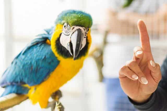 How to Teach a Macaw to Talk