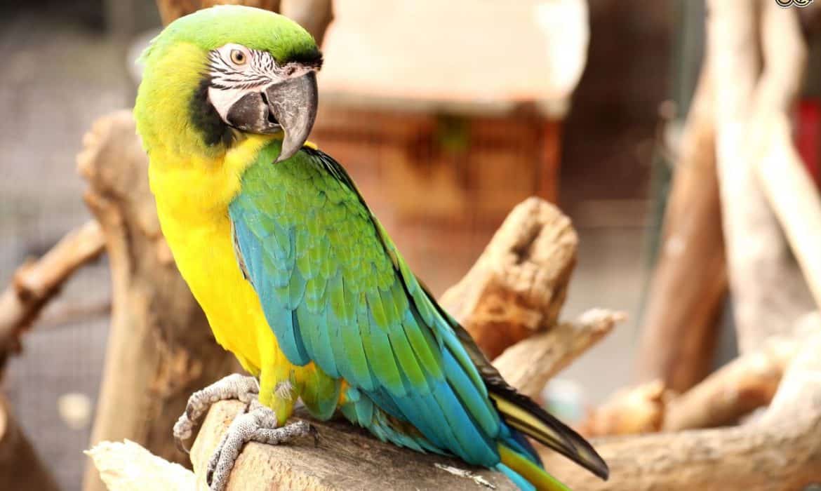 Disease of Parrots Crossword Clue