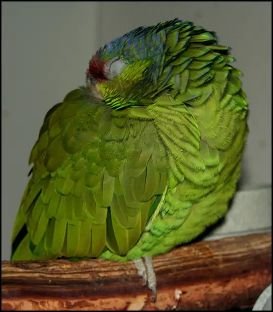 Parrot Body Language