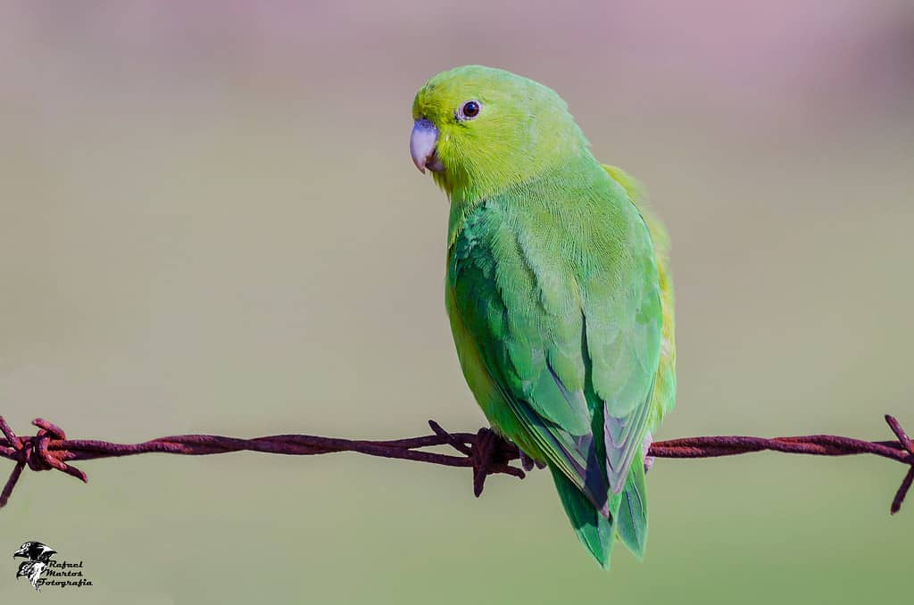 Appearance of the Parrolets Parrots